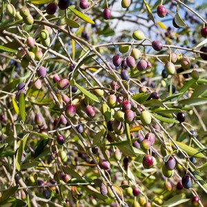Как выращивать оливковое дерево в домашних условиях